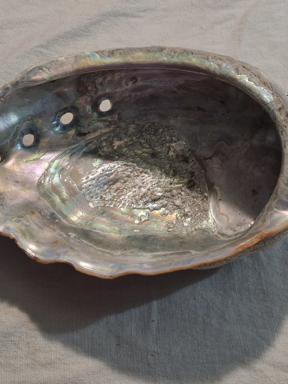 Large 8-Inch Natural Abalone Shell Iridescent Display Piece